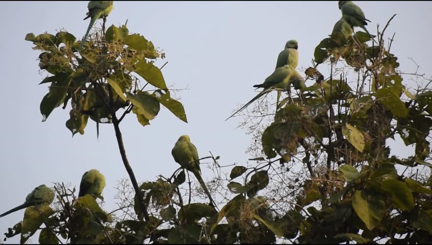 Green parrots on tree at Royal Cenotaphs Chhatris of Orchha, Madhya Pradesh, India, Beautiful couple of Green parrots, Green parrot wildlife of tropical nature during early morning