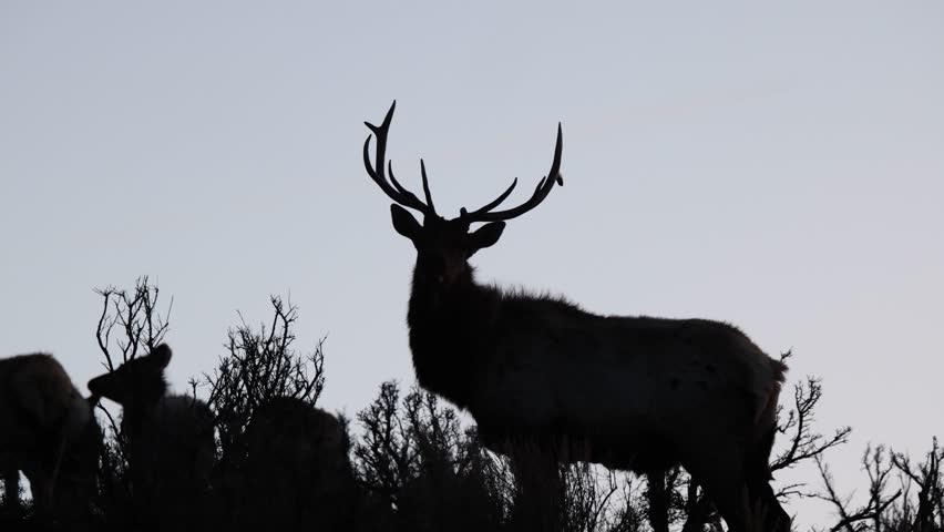Slow motion footage of the silhouette of a large male Elk against the evening sky. The Elk turns its head, looks at the camera, then walks away into the distance.