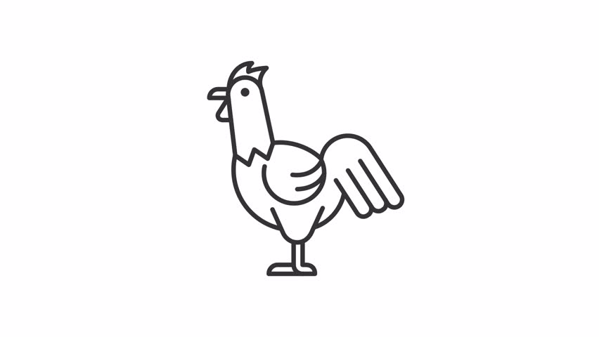 Animated rooster icon. Male chicken line animation. Moving bird, shaking feathers. Farming, livestock. Black illustration on white background. HD video with alpha channel. Motion graphic