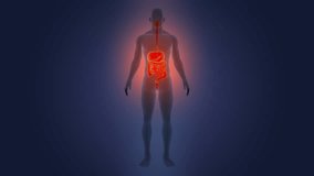 Human Digestive System Anatomy Animation Concept. 3D - Powered by Shutterstock - Get 15% off with code: PIKWIZARD15