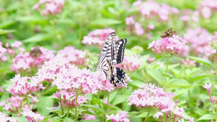 Butterfly in spring and summer on pink flower with green leaf background, animal photography