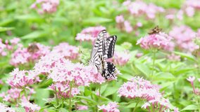 Butterfly in spring and summer on pink flower with green leaf background, animal photography - Powered by Shutterstock - Get 15% off with code: PIKWIZARD15