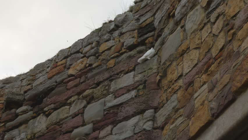 White dove bird perched on stone wall high up stock footage