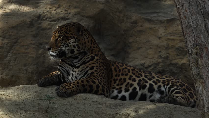 A young jaguar relaxing on a cliff in the early morning sun against a stunning mountain backdrop