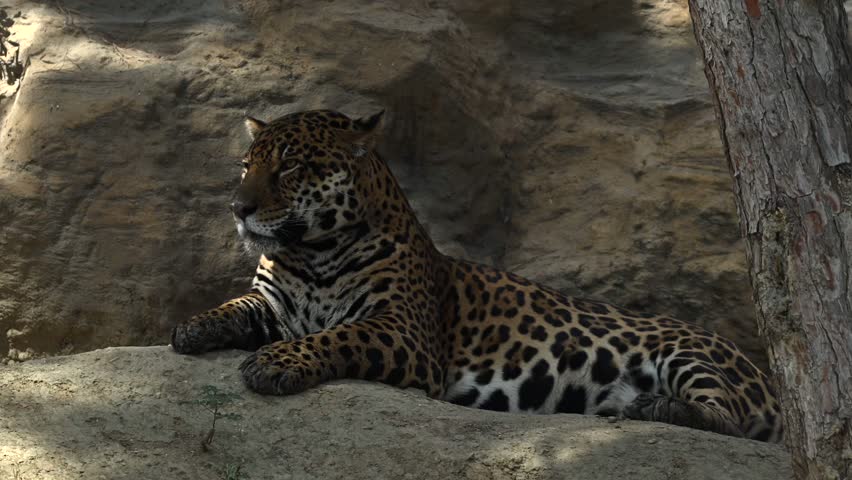 Stunning young jaguar relaxing on a rocky cliff under morning sun rays in beautiful wildlife setting