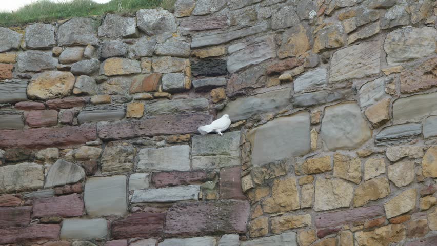 White dove bird perched on stone wall high up stock footage