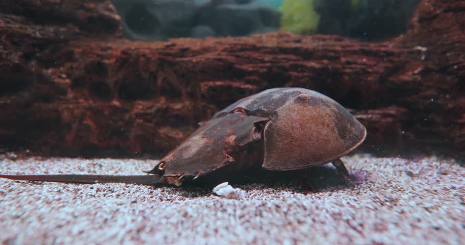 Atlantic horseshoe crab (Limulus polyphemus), also known as the American horseshoe crab, is a species of horseshoe crab, a kind of marine and brackish chelicerate arthropod.