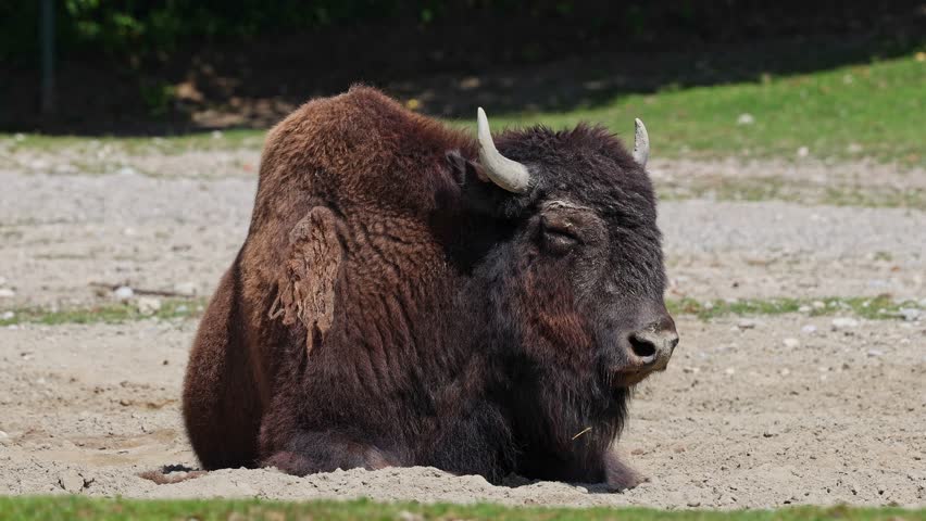 The American bison or simply bison, also commonly known as the American buffalo or simply buffalo, is a North American species of bison that once roamed North America in vast herds. 
