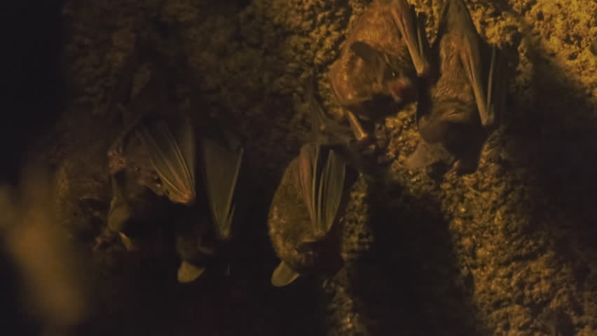 Lots of Bats hanging from the top of a cave, 4k