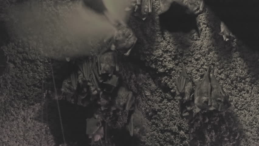 Lots of Bats hanging from the top of a cave, 4k