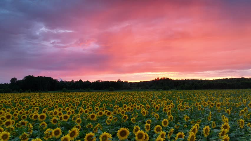 Beautiful sunset over sunflowers field