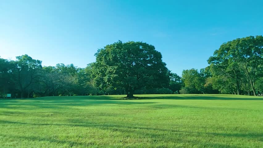 Green Tree in the park