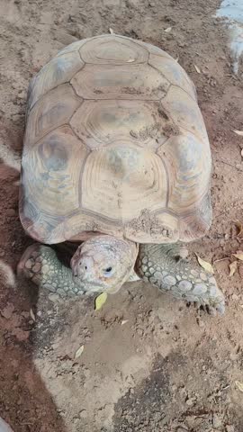 The desert tortoise, Gopherus agassizii, is a species of tortoise in the family Testudinidae. This video taken at Emirati Zoo in Abu Dhabi. 