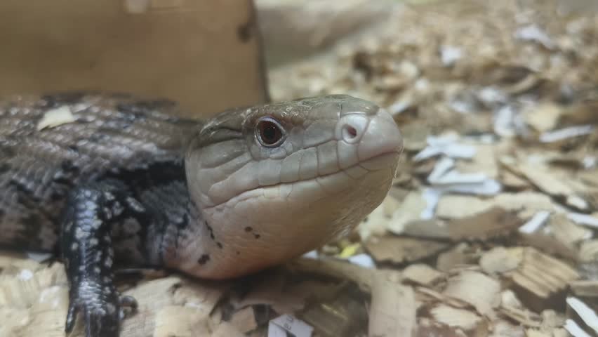 A close up video of Indonesian Blue Tongued skink, Tiliqua gigas.