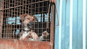 Dog in a cage. Dog in animal shelter waiting for adoption. Portrait of homeless dog in animal shelter cage. Slow motion - Powered by Shutterstock - Get 15% off with code: PIKWIZARD15