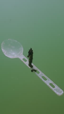 Vertical video, Front view of Seahorse with its tail holds around a disposable big plastic spoon and swimming in the open sea, Slow motion. Sea horse floating with plastic spoon in the deep sea
