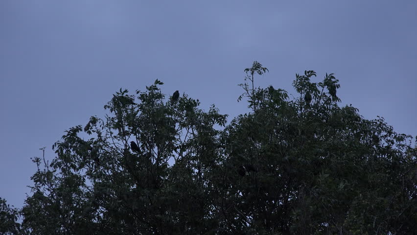 Flock of crows, birds flying quickly from tree as if loud noise has frightened them UK 4K