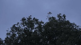 Flock of crows, birds flying quickly from tree as if loud noise has frightened them UK 4K - Powered by Shutterstock - Get 15% off with code: PIKWIZARD15