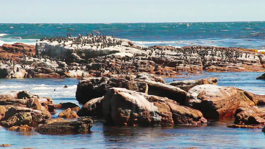 Birds sitting on rock next to shattering ocean wave