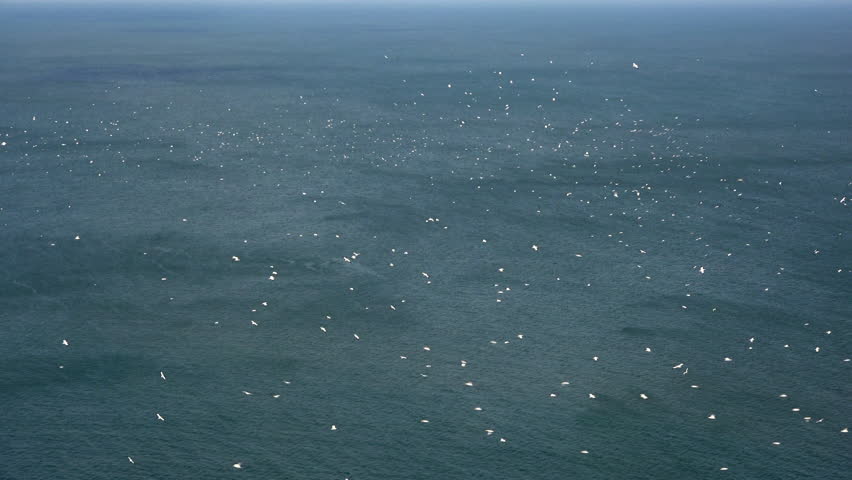 Gannet sea birds flying and looking for food out in the ocean. Nature landscape aerial in the ocean looking for fish England UK 4K