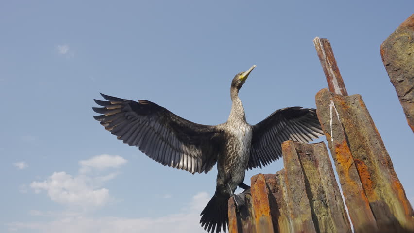 Bottom view from water level of Great Black Cormorant sitting on a broken rusty dock and drying its feathers with its wings spread out to the sides, Split level