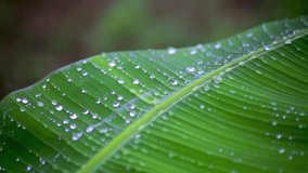 Close up of a large oval banana palm leaf covered with tiny water droplets that shimmer in the soft sunlight. Tropical freshness and humidity. - Powered by Shutterstock - Get 15% off with code: PIKWIZARD15