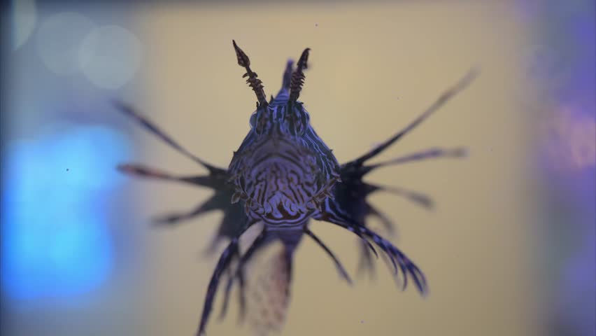 Lionfish swimming gracefully in an aquarium display at the local marine center during a sunny afternoon