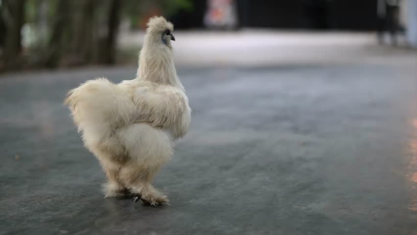 A fluffy chicken walks gracefully along a quiet path in a serene outdoor setting during the golden hour