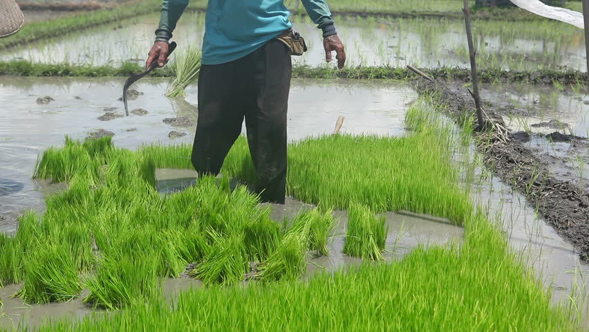 Man working on rice farm in Bali