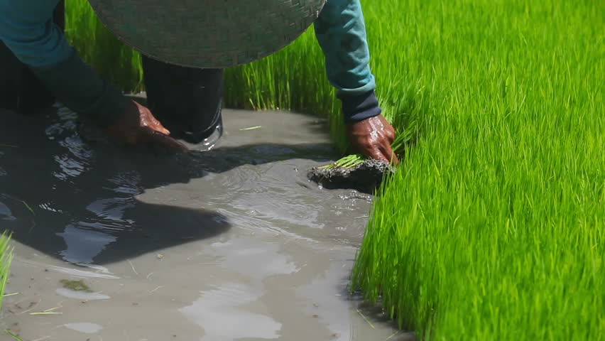 Farmer working on rice field in Bali Indonesia