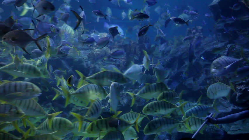 Sea life of colony fishes swimming underwater in Indian ocean