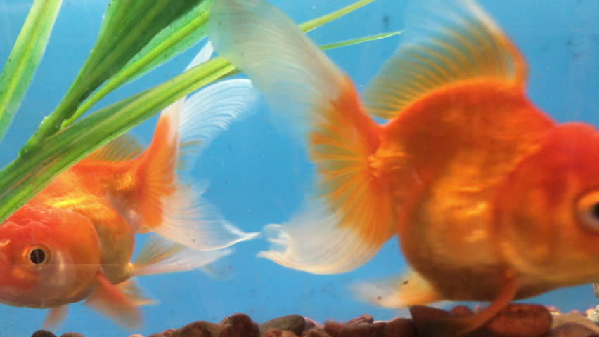 Goldfish (Carassius auratus) swimming in a fish tank with a statue of a dragon in the aquarium.  Active goldfish swimming in the water of a large fish bowl. Some aquarium grass in tank.