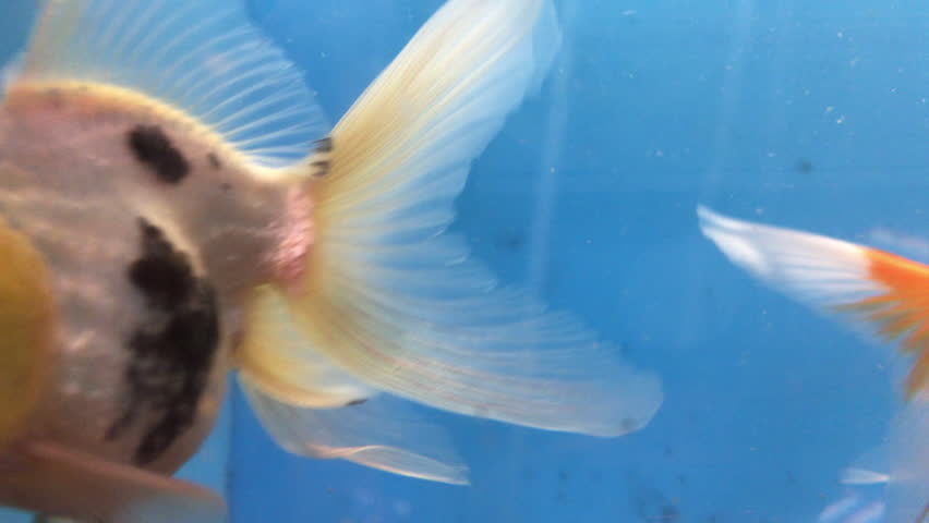 Goldfish (Carassius auratus) swimming in a fish tank.  Curious goldfish come close to the glass to investigate.  Close up of goldfish in an aquarium.