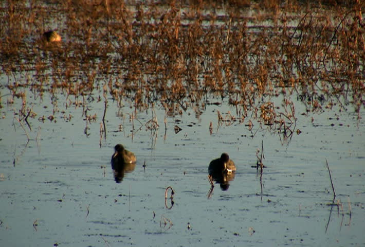 Coots.