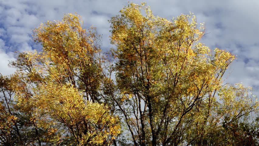 Autumn foliage displays bright yellow leaves on trees under a cloudy sky, showcasing the beauty of seasonal change and natures vibrant colors during the fall.