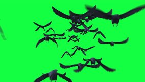 flock of black crow, raven, Flying towards camera on Green Screen. 3d animation rendering . - Powered by Shutterstock - Get 15% off with code: PIKWIZARD15