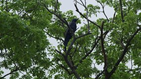 Majestic black crow perched on a barren branch in stark contrast to the vibrant green leaves of a dense tree, signaling wildlife in a natural habitat - Powered by Shutterstock - Get 15% off with code: PIKWIZARD15