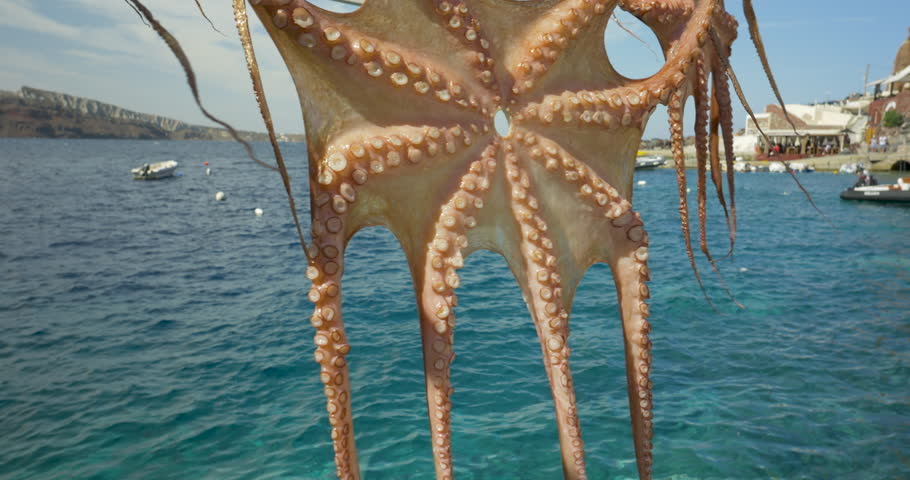 Octopus drying in the sun light against ocean water, Santorini Greece. Slow motion close up shot