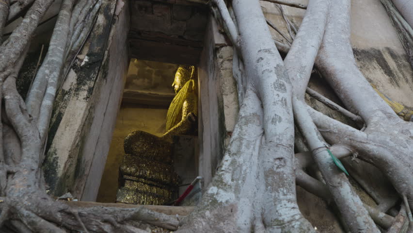 Buddha statue in pagoda under tree root forest