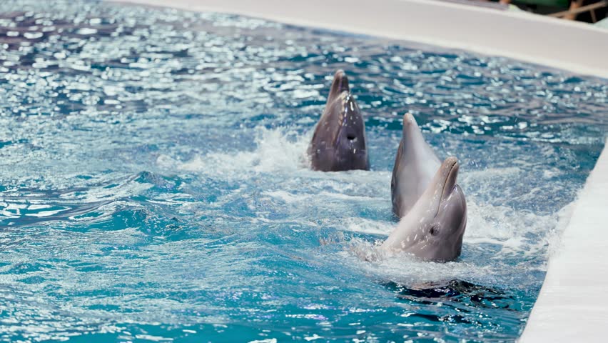 The elegance of the Sea Dolphins gliding through water with grace and speed. Close up shot capturing performance of Dolphin unnatural tricks. 4K Footage.