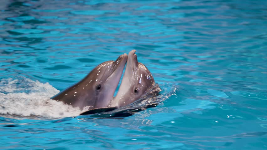 The elegance of the Sea Dolphins gliding through water with grace and speed. Close up shot capturing performance of Dolphin unnatural tricks. 4K Footage.