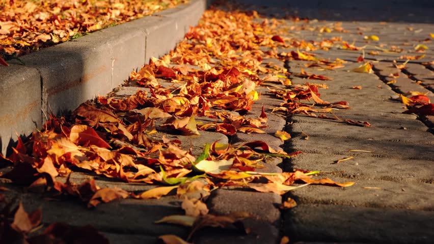 Autumn season atmosphere. Wind moves dry yellow fallen leaves lying on ground of park by curb. Low angle view close-up. Roadside by pavement. Sunny evening weather. Natural background. Fall concept.
