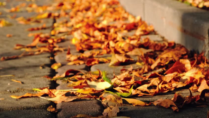 Autumn season atmosphere. Wind moves dry yellow fallen leaves lying on ground of park by curb. Low angle view close-up. Roadside by pavement. Sunny evening weather. Natural background. Fall concept.