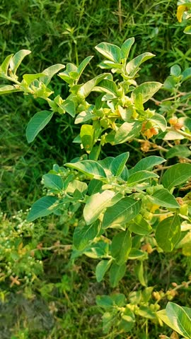 Ashwagandha green plant or withania somnifera plant is ayurvedic medicine plant