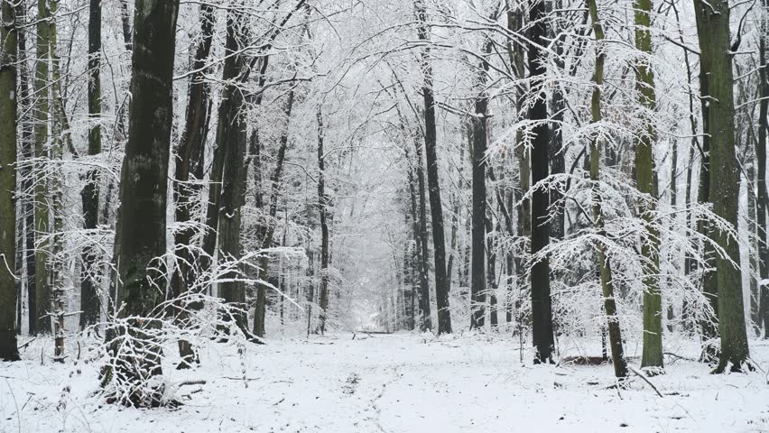 snowy winter in the forest