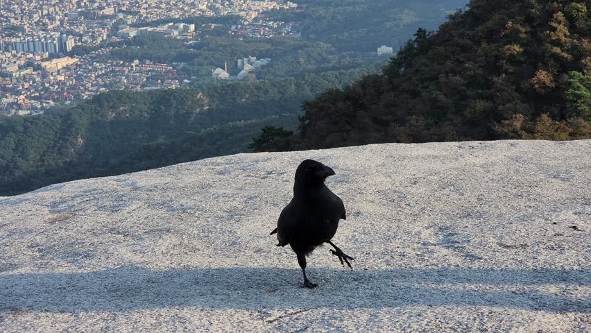 Close view of a raven looks around for food on the top of a mountain.