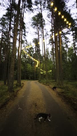 A winding forest path lit by warm string lights hanging between tall trees, creating a magical and serene atmosphere. Captured during twilight with a focus on the towering pines and the soft, glowing