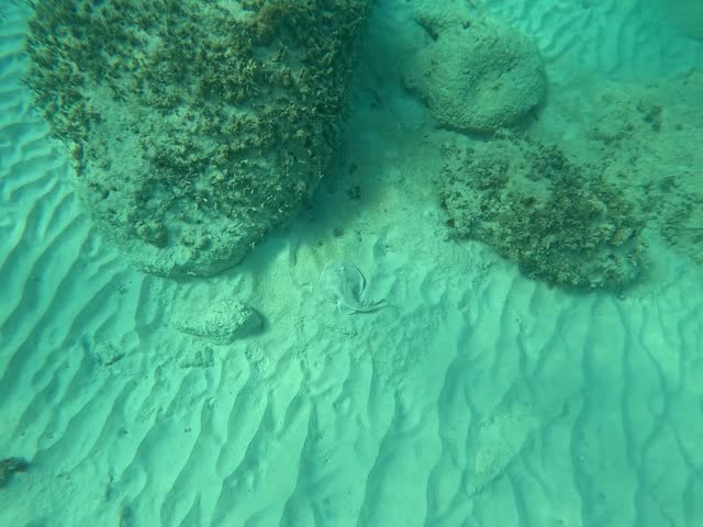 Caribbean electric ray swimming in the sandy sea floor in lesser antilles. Torpedofish, marine life. Narcine bancroftii, top view 