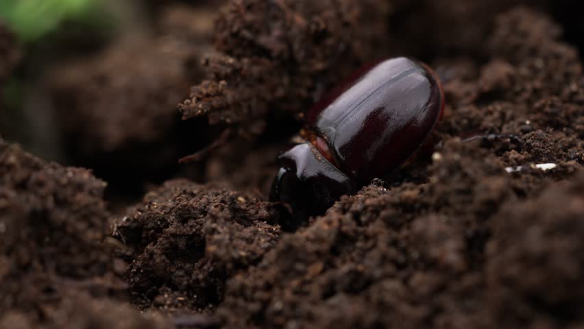 Black beetle digs a hole in the ground, using its legs to move dirt and create a burrow. This behavior showcases the insect's natural instinct for survival and habitat creation