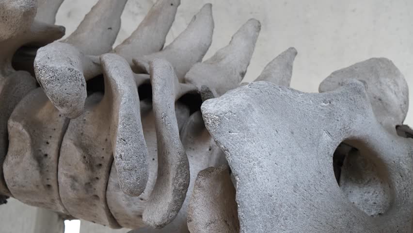 Real whale bones. Huge grey skeleton of big blue whale. Balaenoptera musculus